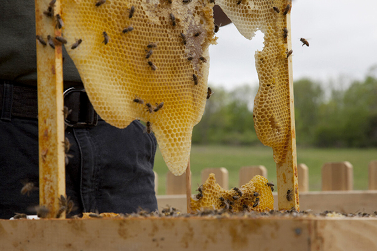 Bees Making Honey